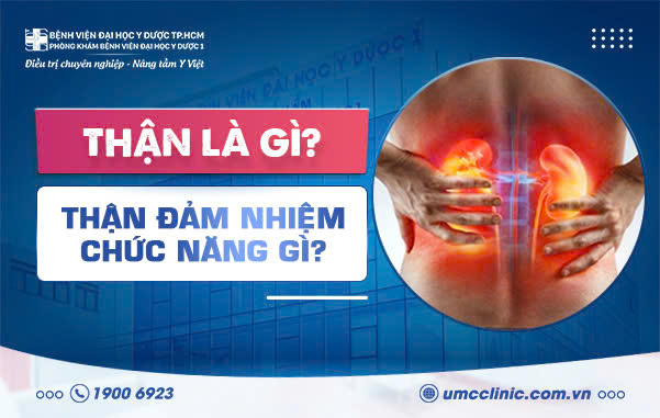 THẬN LÀ GÌ? THẬN ĐẢM NHIỆM CHỨC NĂNG GÌ?